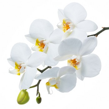 Стол обеденный Танго белый/Орхидея в Раздолинске - razdolinsk.mebel54.com | фото
